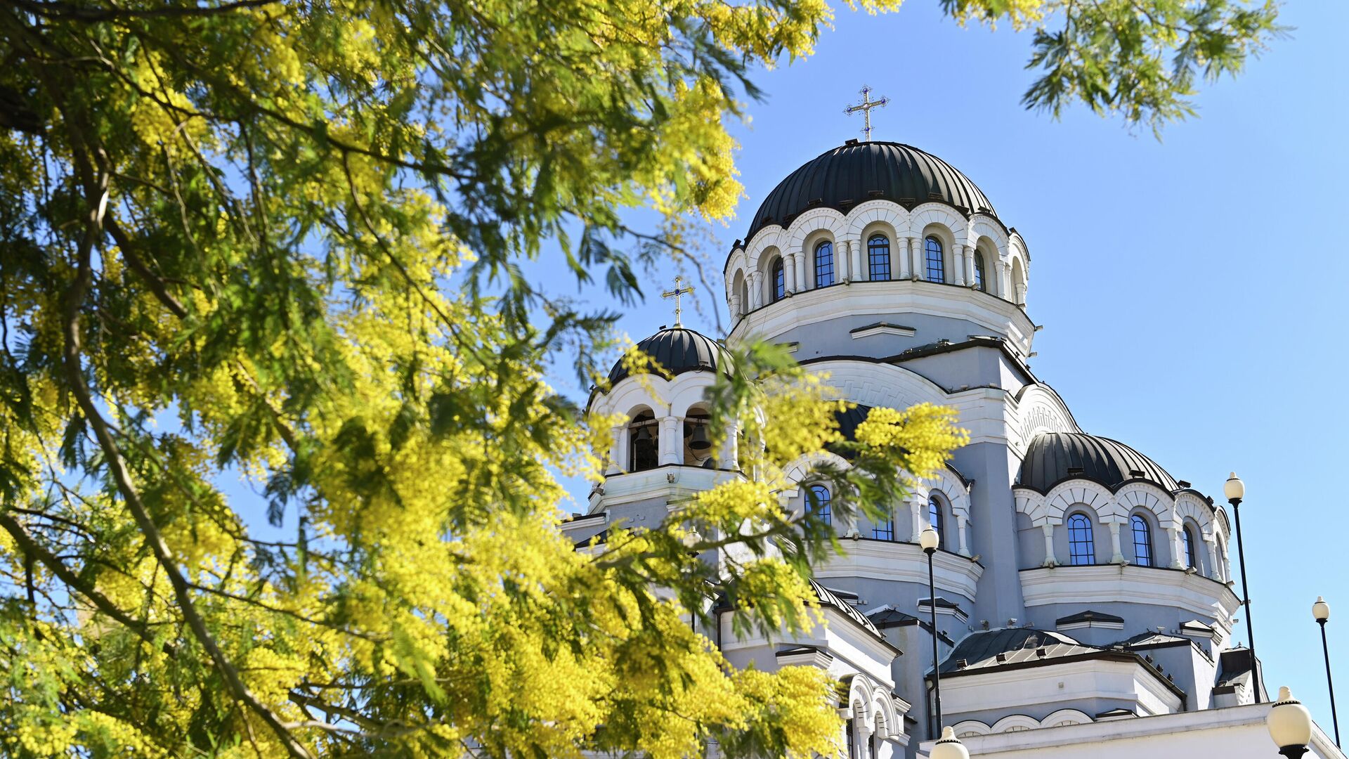 Цветущее дерево мимозы во дворе Храма Нерукотворного Образа Христа Спасителя в Сочи - РИА Новости, 1920, 13.04.2020