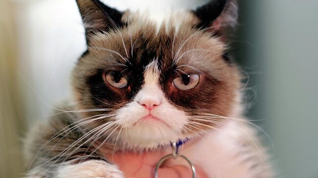 Сердитый кот (Grumpy Cat)