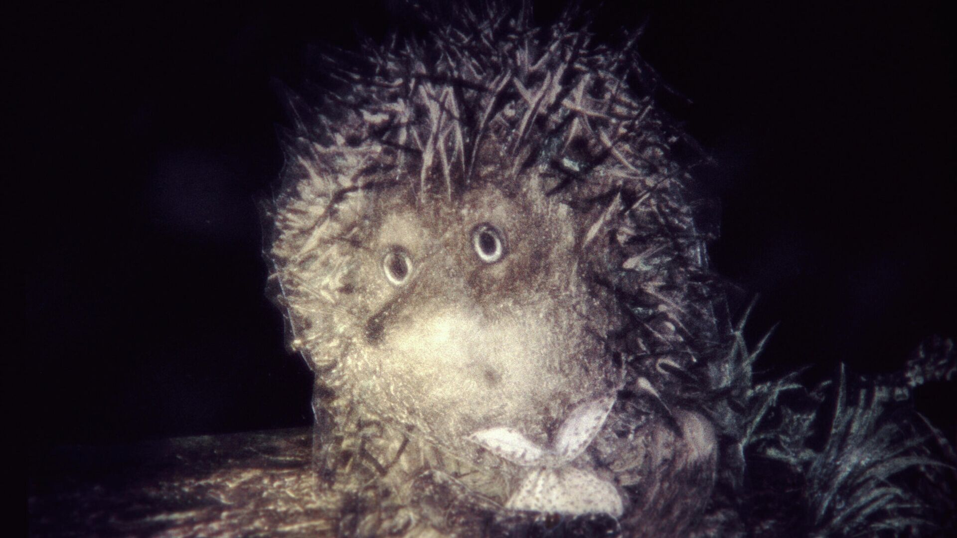 Кадр из мультфильма Ежик в тумане (режиссер Юрий Норштейн) Кадр из мультфильма Ежик в тумане (режиссер Юрий Норштейн) - РИА Новости, 1920, 02.04.2026