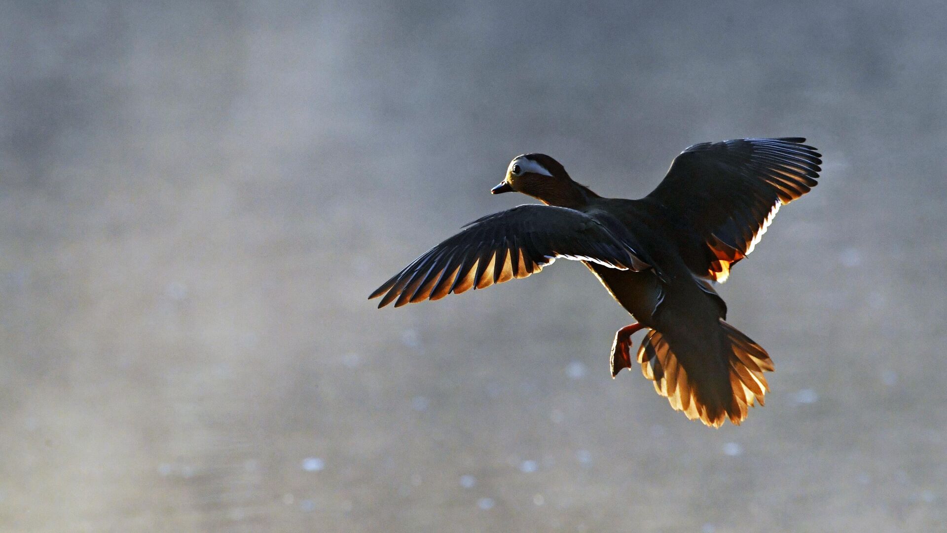 Утка - РИА Новости, 1920, 19.02.2022