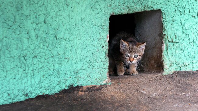 Бездомный котенок 