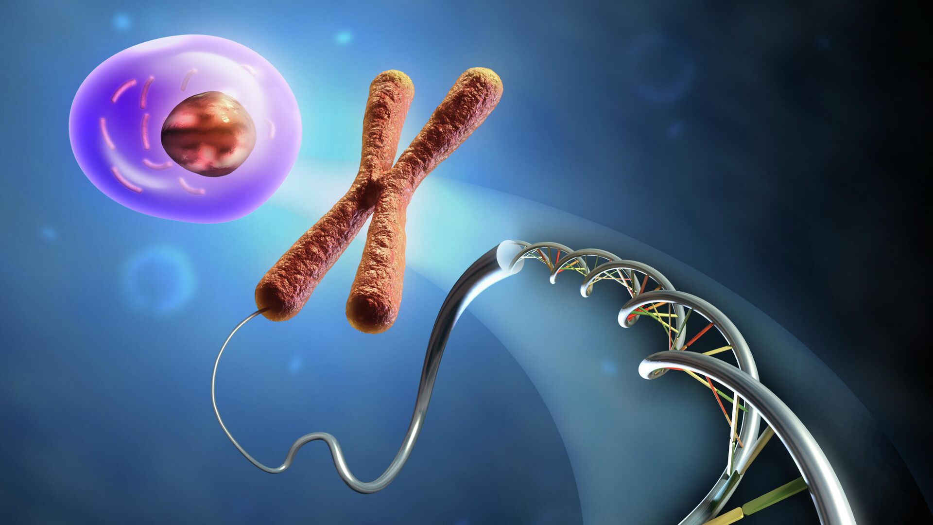 Образование клетки из ДНК и хромосом - РИА Новости, 1920, 26.11.2020