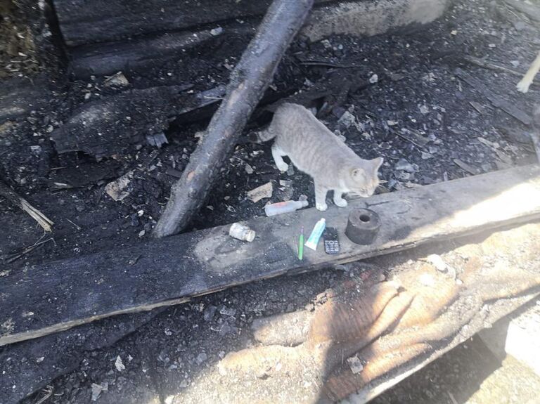 Кошка спасла спящих хозяев при ночном пожаре дома в п. Заречье, г. Биробиджана, Еврейской автономной области