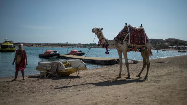 На территории одного из отелей Шарм-эш-Шейха