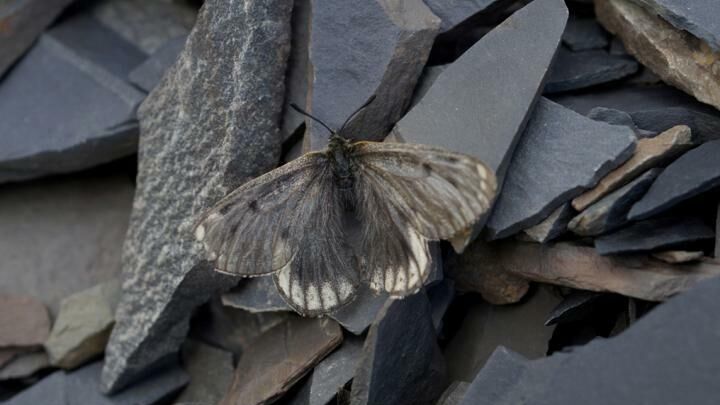 Новый подвид арктической бабочки-аполлона Parnassius arcticus arbugaevi - РИА Новости, 1920, 09.10.2020
