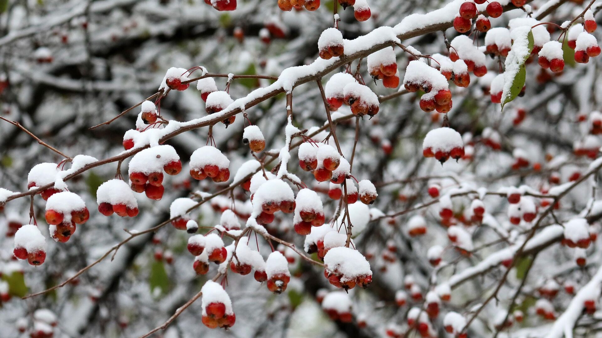Дикая таежная ранетка после первого снегопада на набережной Енисея в городе Дивногорске Красноярского края - РИА Новости, 1920, 20.10.2020
