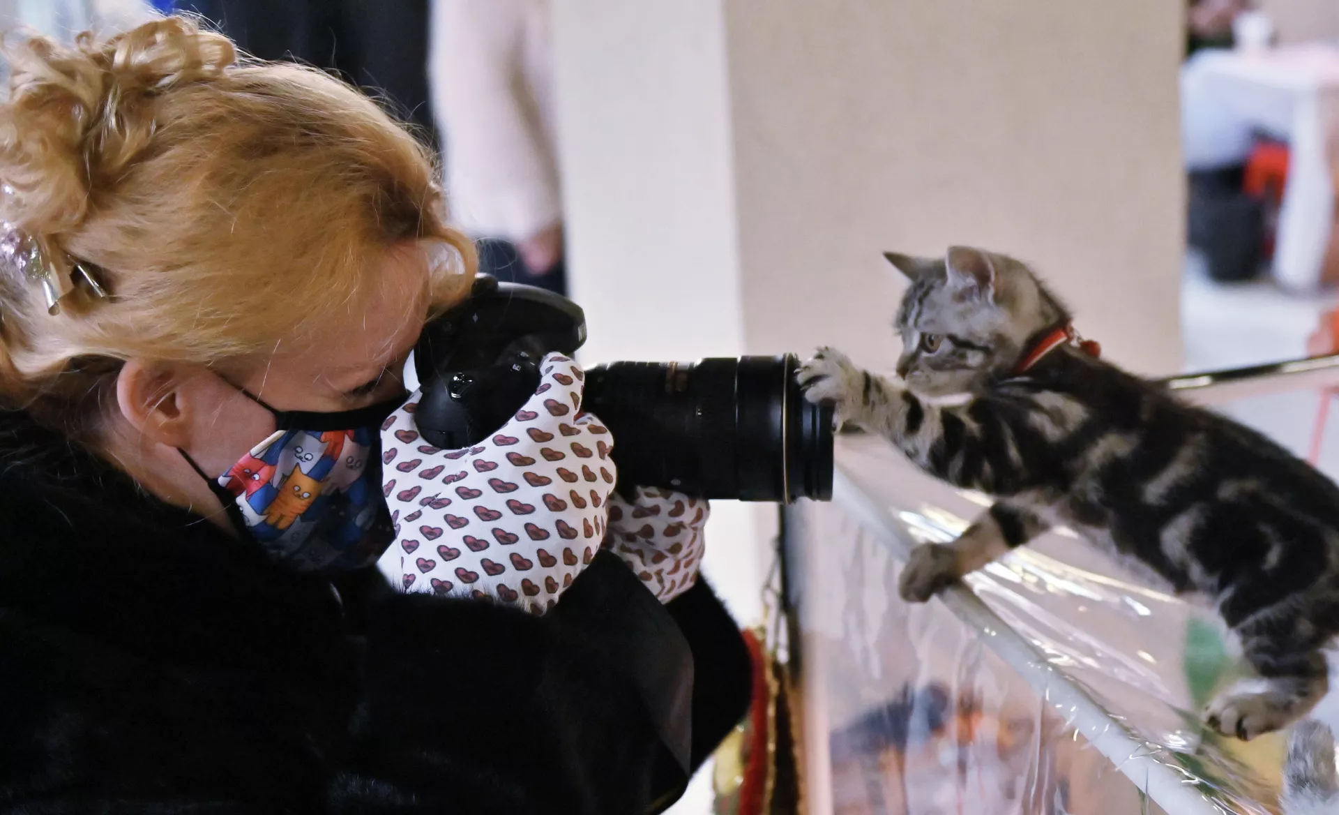 Фотограф снимает котенка породы скоттиш-страйт (шотландская прямоухая) на выставке КоШарики-Шоу в Москве Фотограф снимает котенка породы скоттиш-страйт (шотландская прямоухая) на выставке КоШарики-Шоу в Москве - РИА Новости, 1920, 10.01.2022