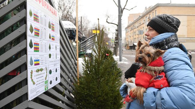 Открытие елочных базаров в Москве