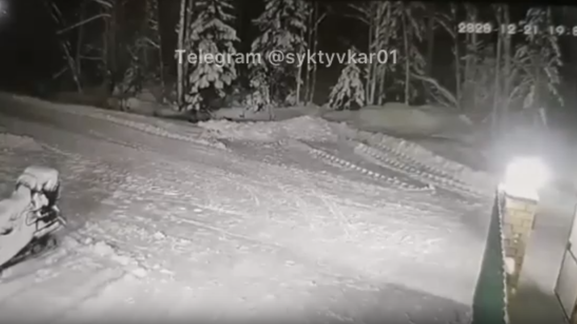 В российском городе маленький пес ценой жизни спас мальчика от волка - РИА Новости, 1920, 28.12.2020