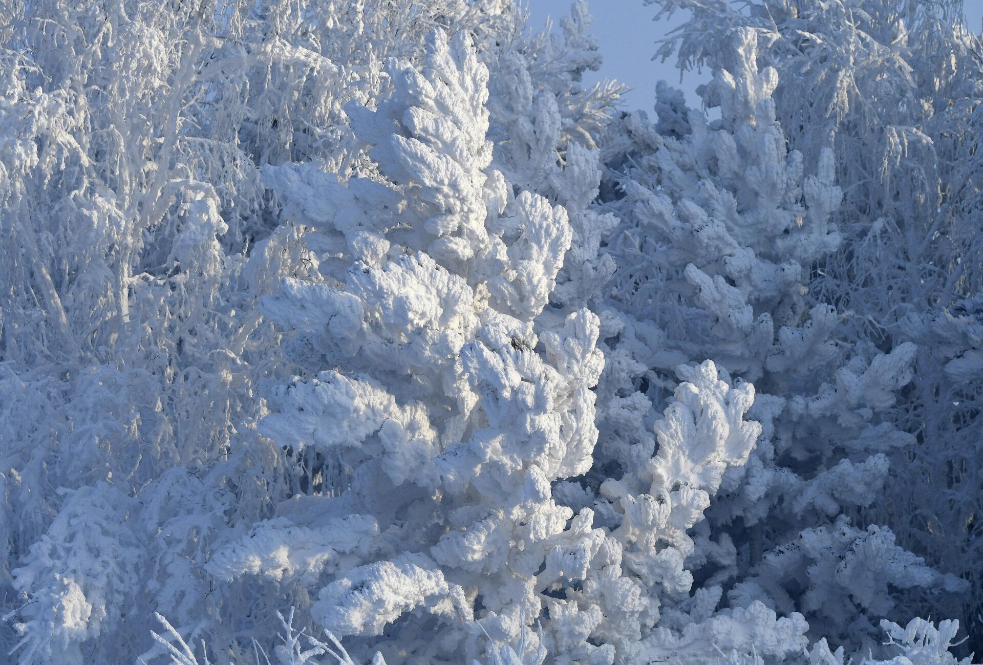 Заснеженный лес  - РИА Новости, 1920, 05.02.2021