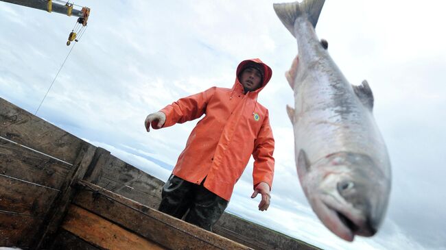 Разгрузка отловленного лосося