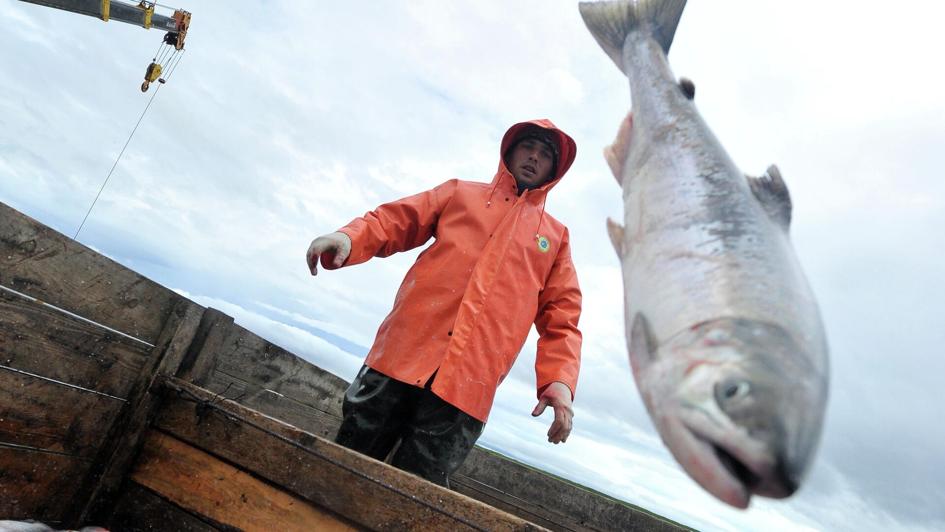 Разгрузка отловленного лосося - РИА Новости, 1920, 10.01.2026