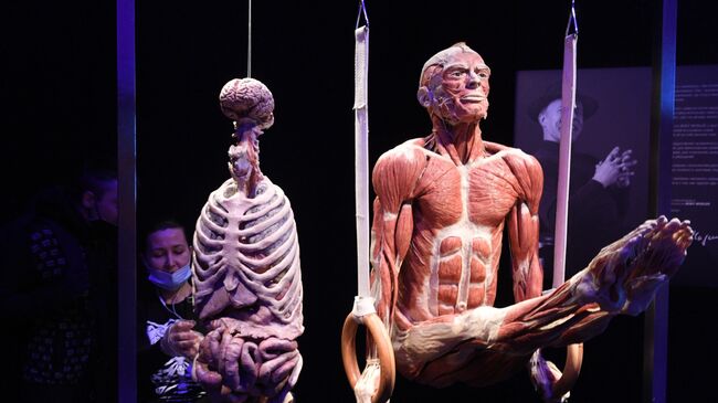 Выставка Body Worlds. Мир тела в Москве