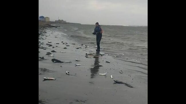 Побережье Сахалина усыпало тихоокеанской сельдью во время нереста
