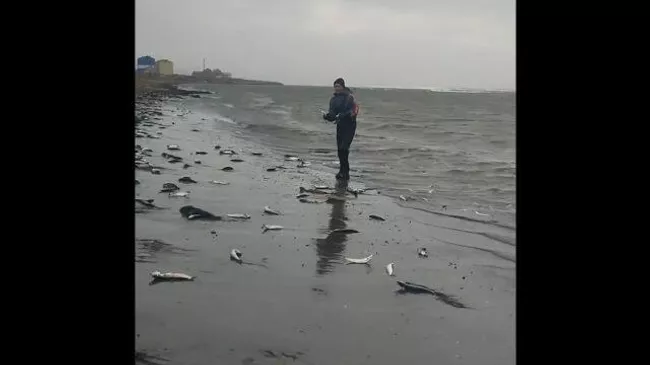 Побережье Сахалина усыпало тихоокеанской сельдью во время нереста
