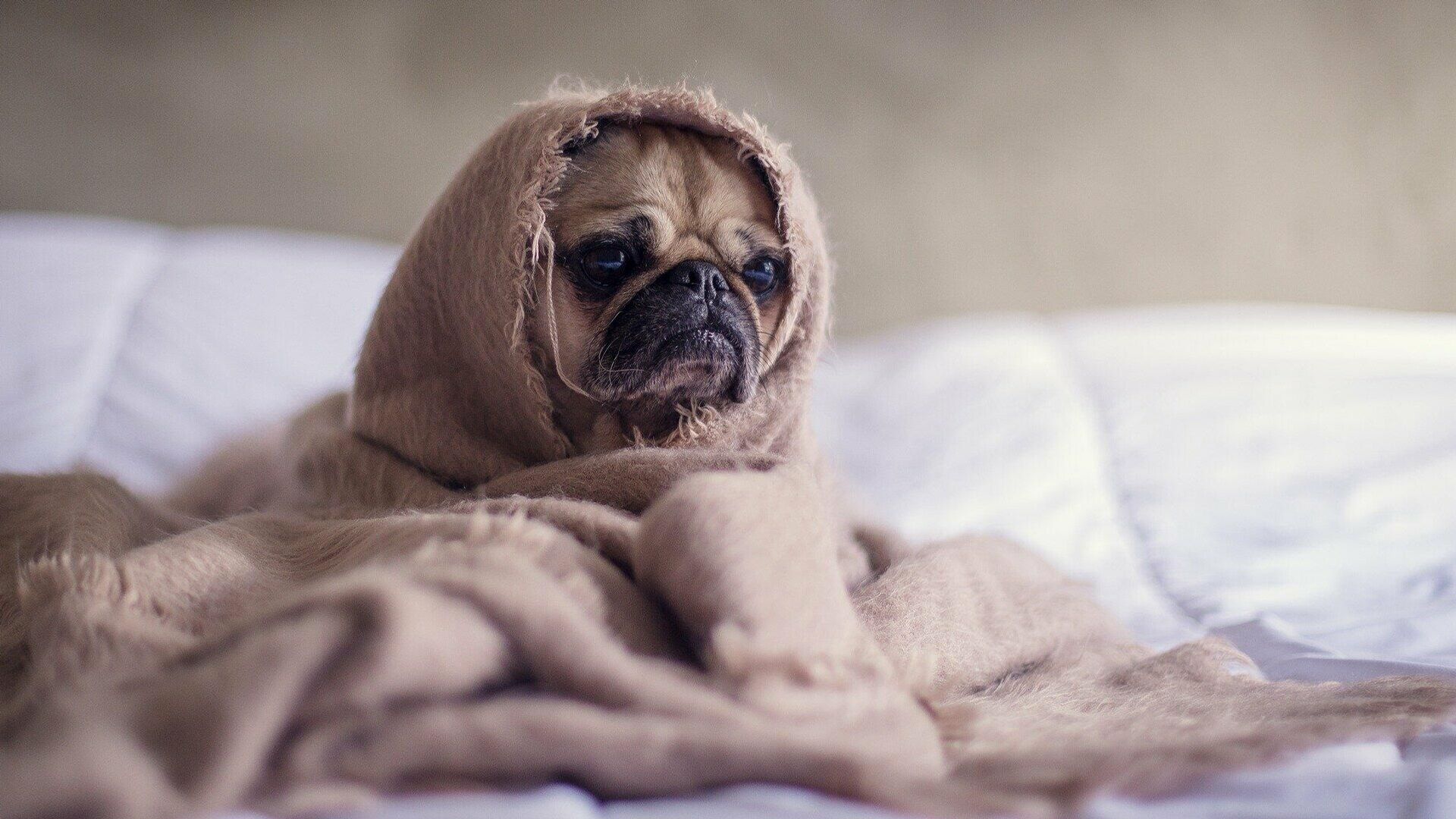 Мопс - РИА Новости, 1920, 16.11.2025