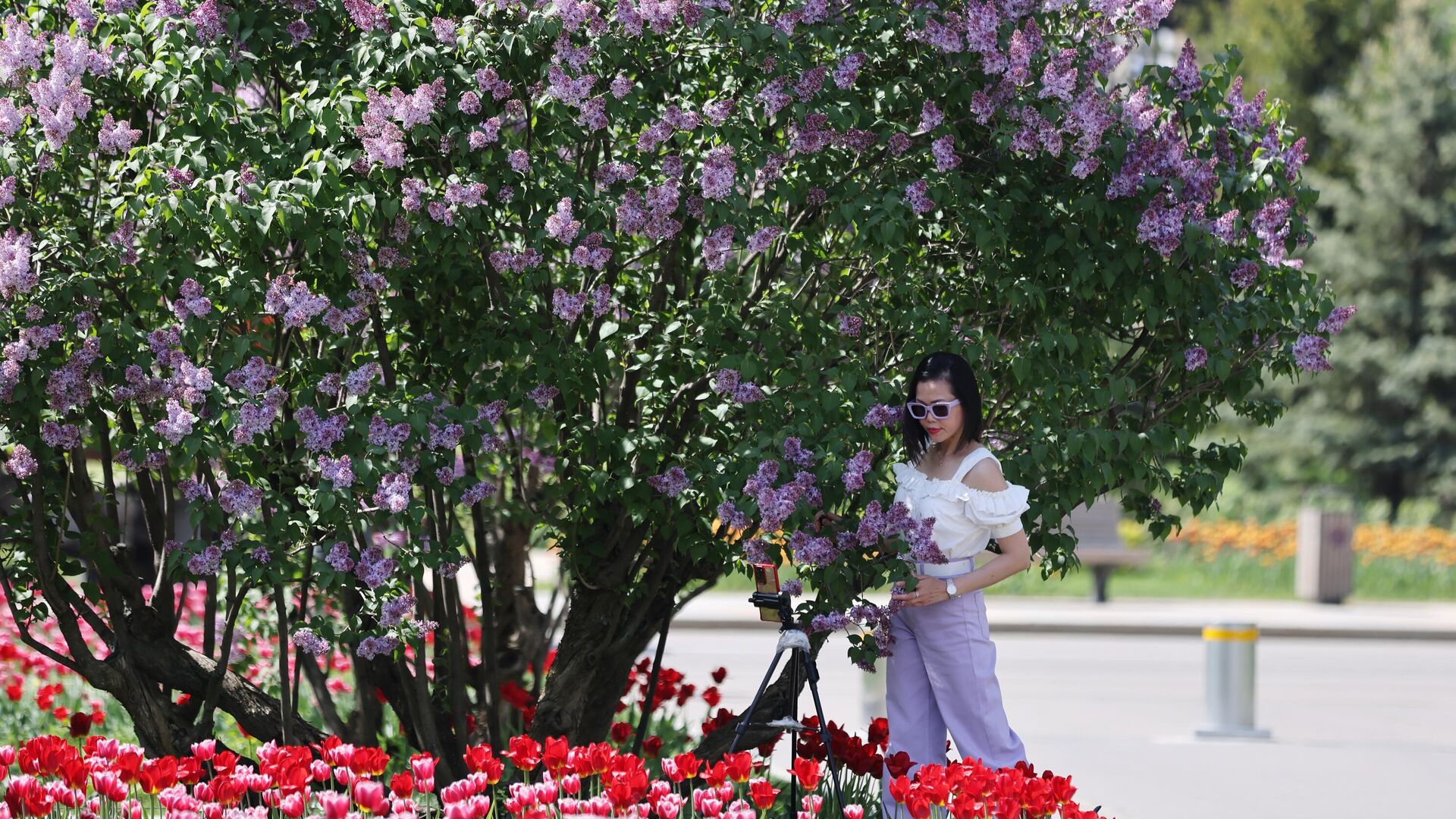 Девушка фотографируется у куста сирени на ВДНХ в Москве в жаркую погоду - РИА Новости, 1920, 21.05.2021