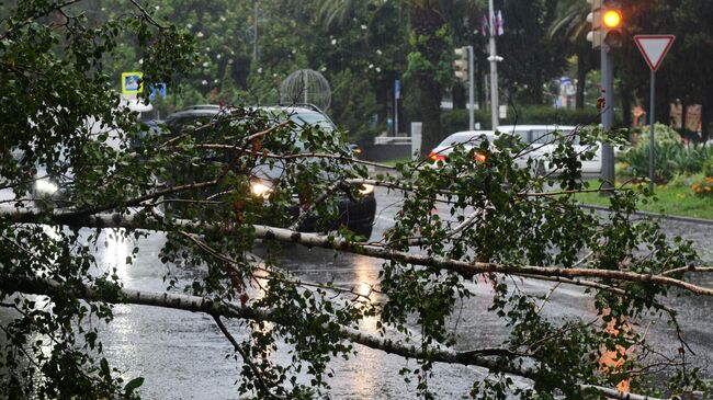 Поваленное во время дождя дерево