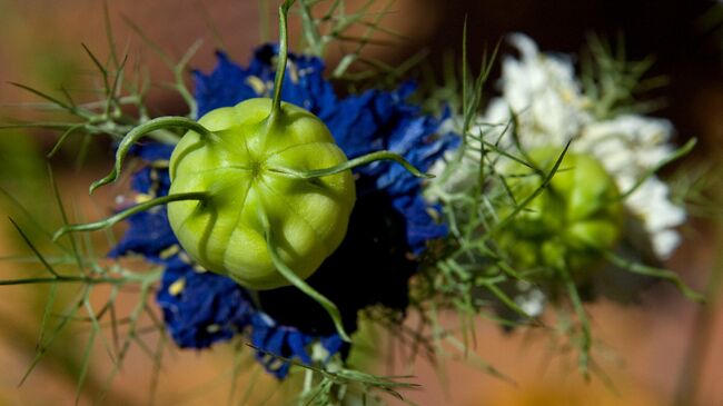 Nigella Sativa