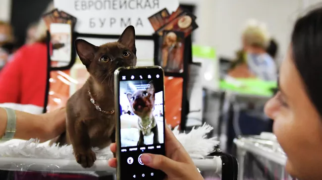 Кошка породы бурма