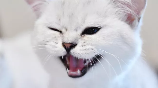 Котенок породы  скоттиш-страйт (шотландская прямоухая) на выставке КоШарики Шоу в Москве