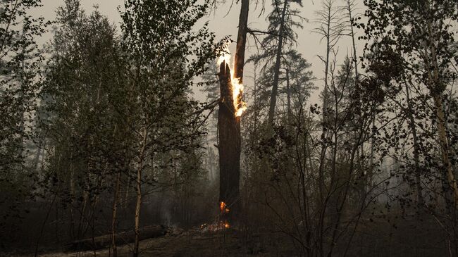 Последствия лесного пожара. Архивное фото.