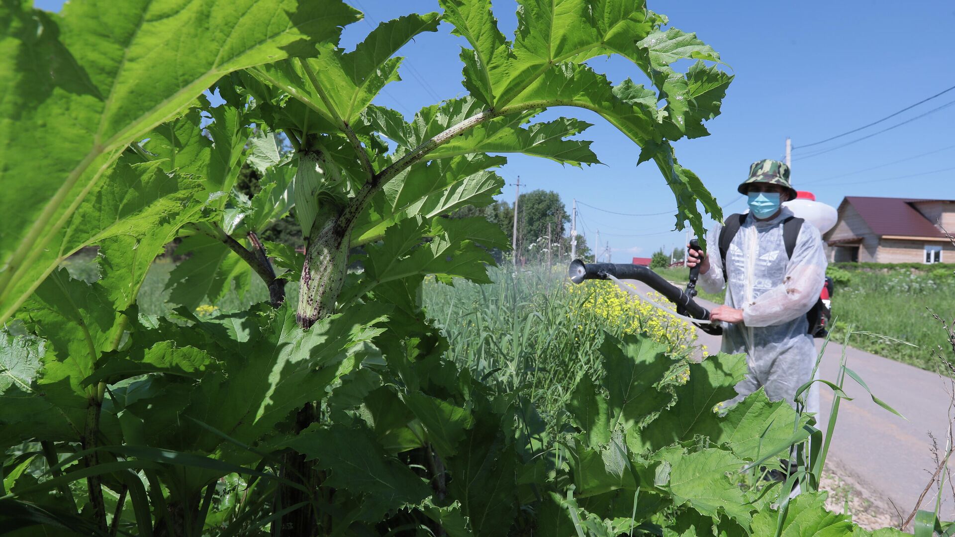 Уничтожение борщевика - РИА Новости, 1920, 21.05.2025