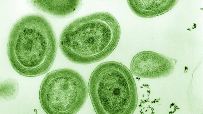 Современная морская цианобактерия Prochlorococcus. Архивное фото