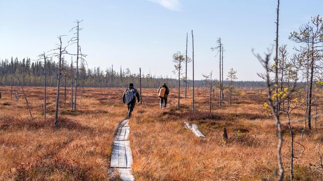 Пелозерская экологическая тропа через болото Киричмох в Карелии