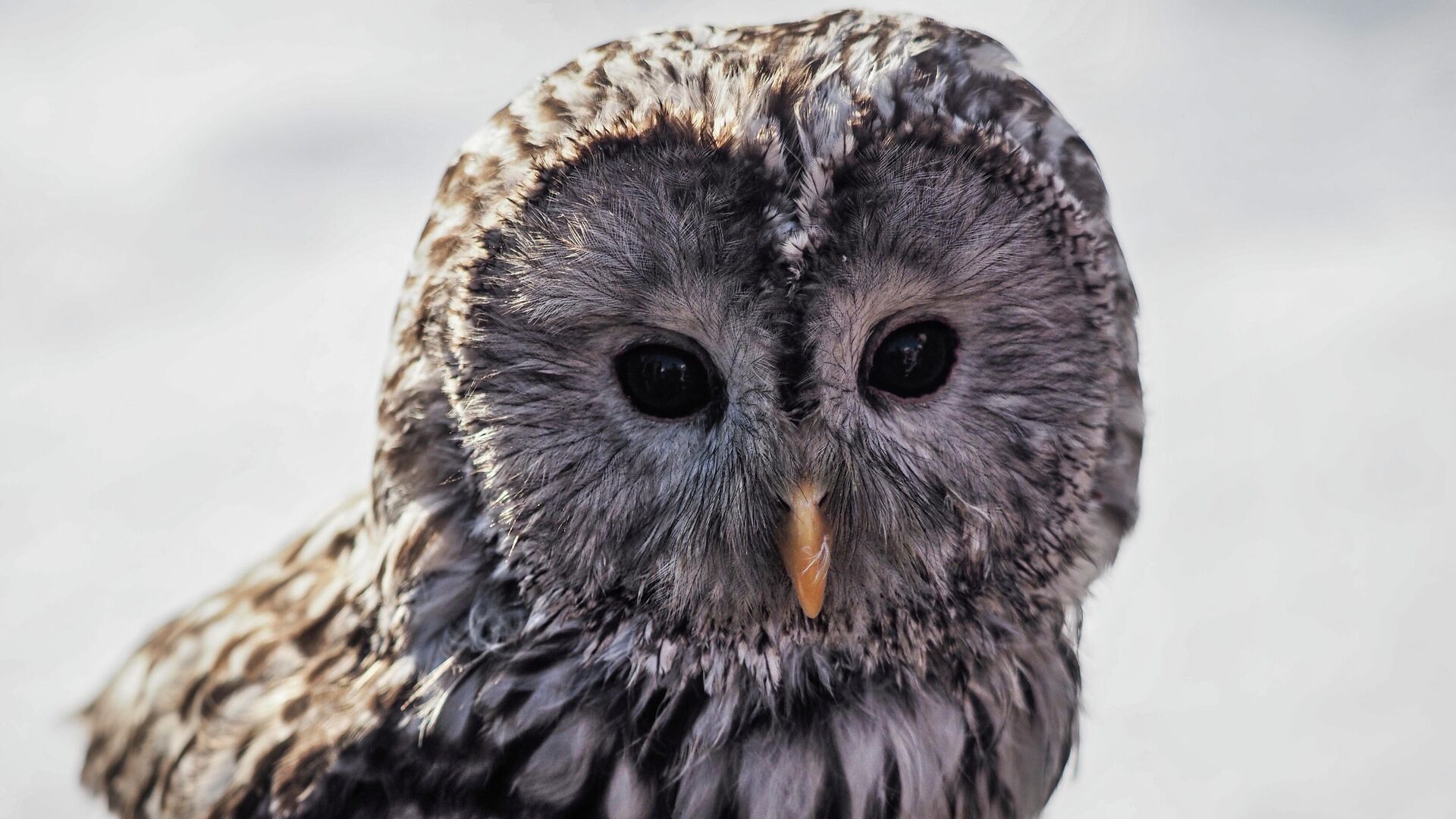 Длиннохвостая неясыть - РИА Новости, 1920, 18.02.2022