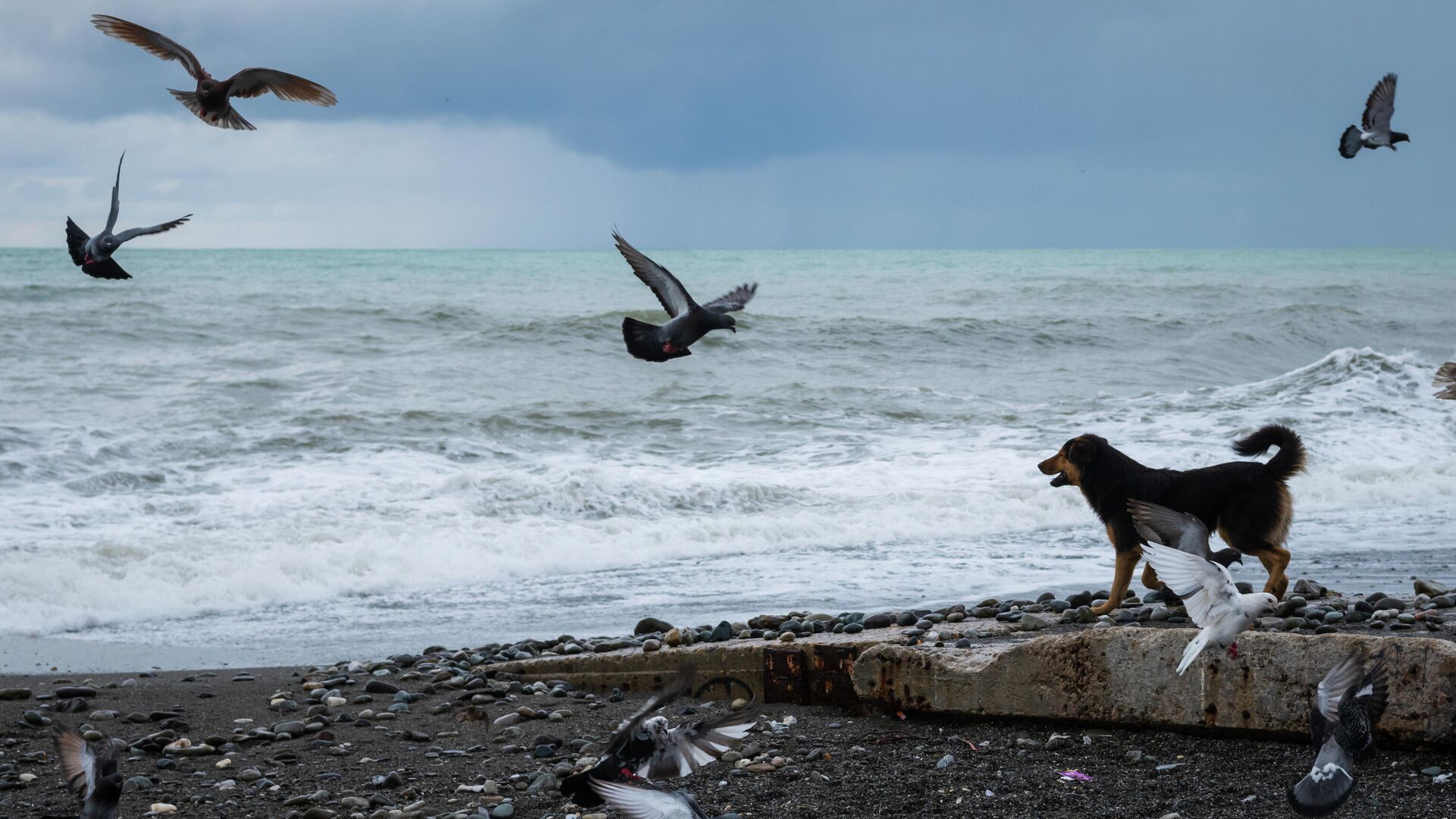 Сочи - РИА Новости, 1920, 21.11.2022