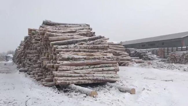 Склад нелегально заготовленной древесины в Чугуевском округе, Приморский край