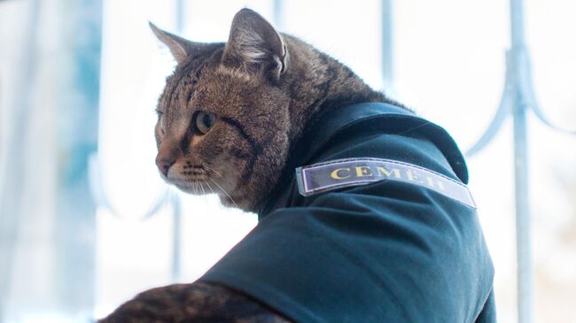 Кот Семен в пожарной части в Тюменской области