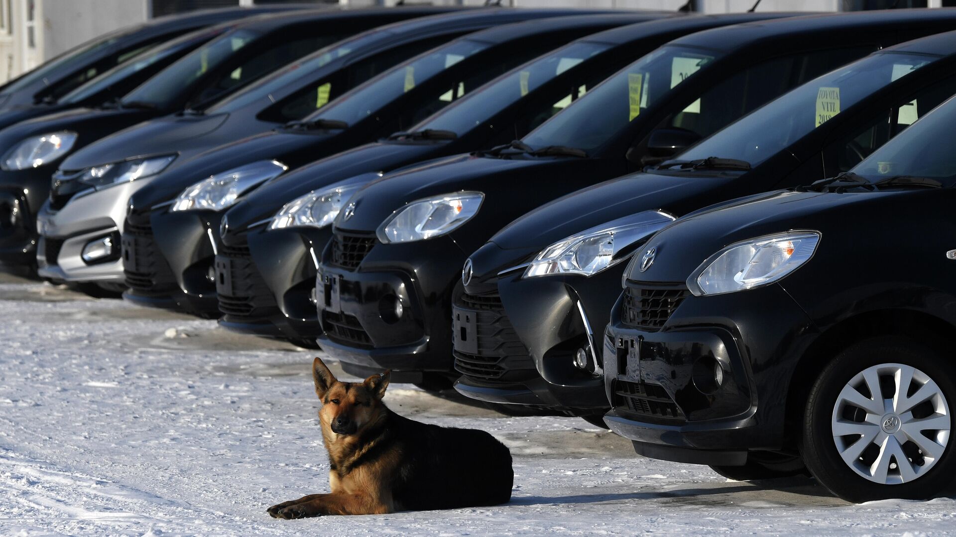 Собака у поддержанных автомобилей, выставленных на продажу на авторынке. Архивное фото - РИА Новости, 1920, 23.01.2024