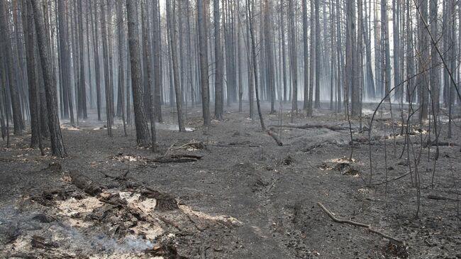 Последствия пожара в лесном массиве под Курганом