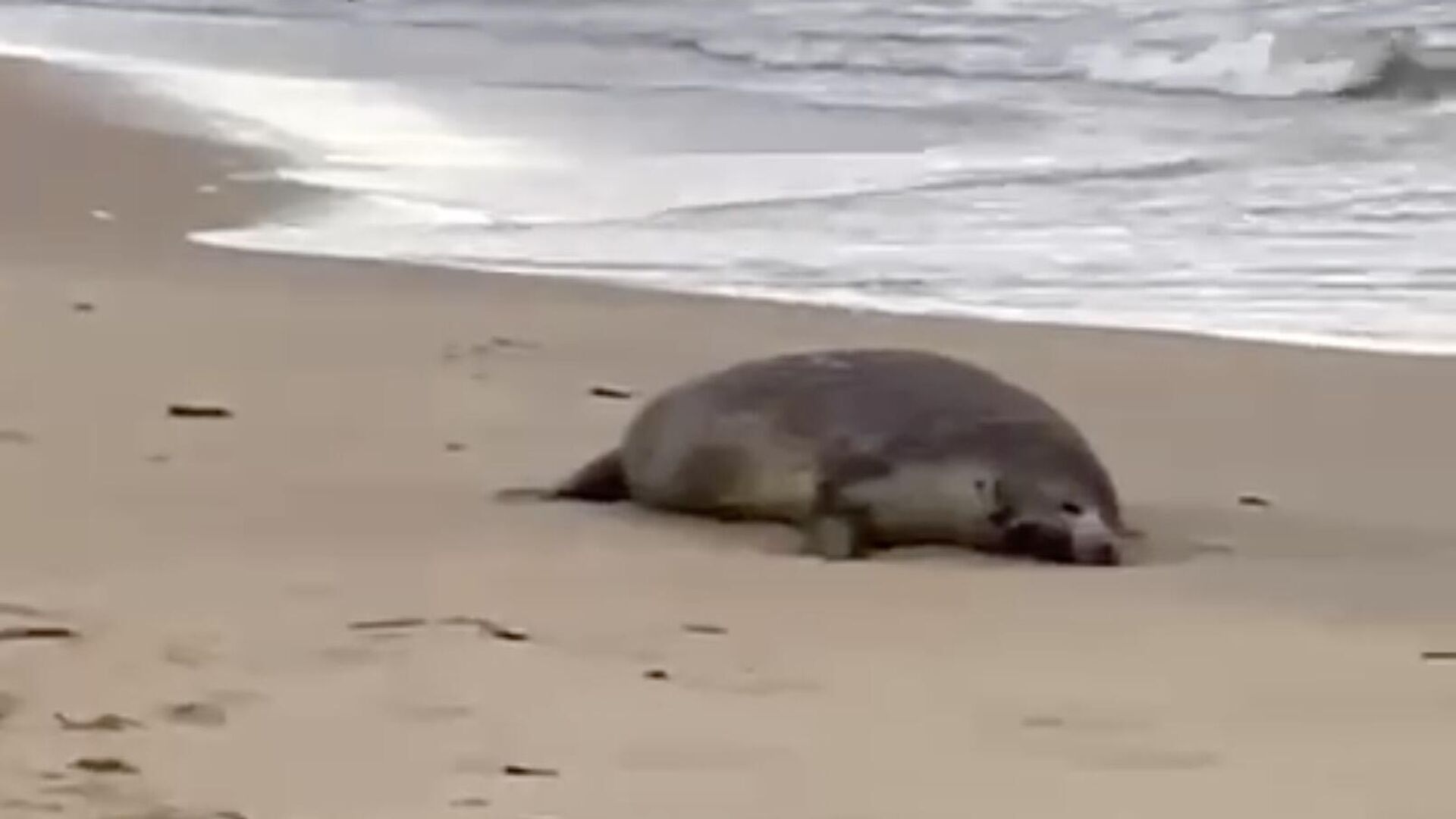 На месте гибели нерп на берегу Каспийского моря в Дагестане. Кадр видео - РИА Новости, 1920, 04.12.2022