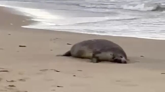 На месте гибели нерп на берегу Каспийского моря в Дагестане. Кадр видео