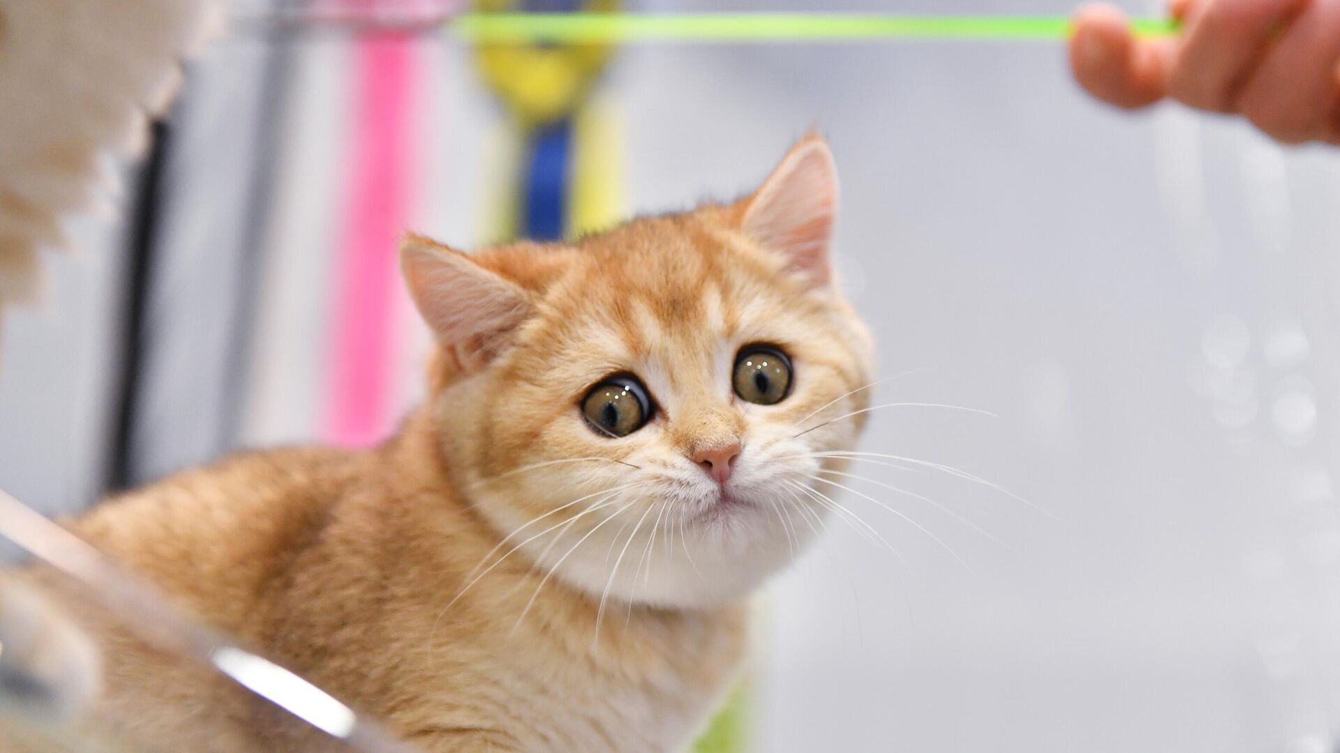 Кошка британской породы на выставке КоШарики Шоу в Москве - РИА Новости, 1920, 25.02.2026