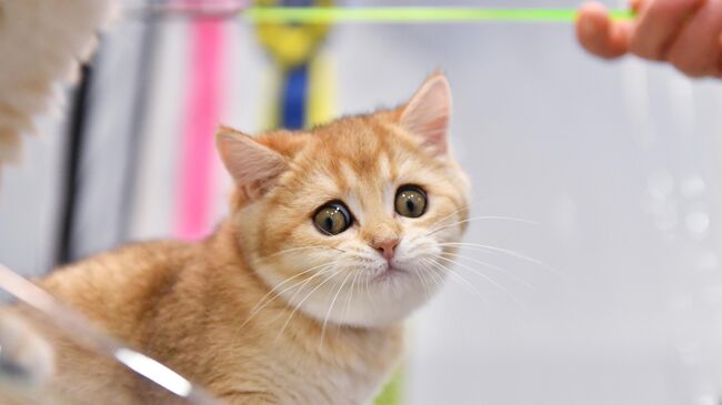 Кошка британской породы на выставке КоШарики Шоу в Москве