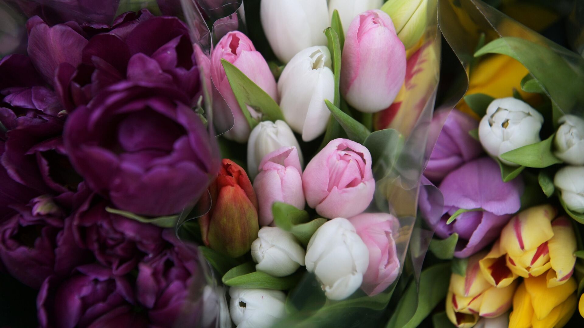 Продажа цветов к 8 марта в Московской области Продажа цветов к 8 марта в Московской области - РИА Новости, 1920, 09.03.2025