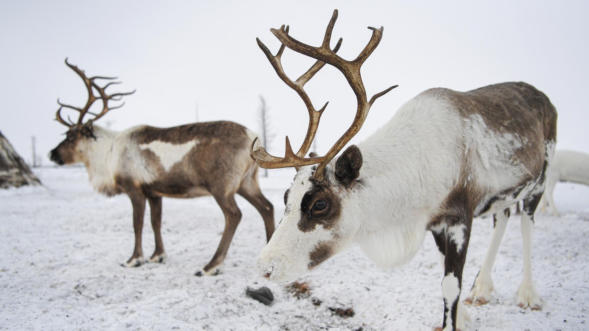 Северные олени. Архивное фото - РИА Новости, 1920, 11.06.2024