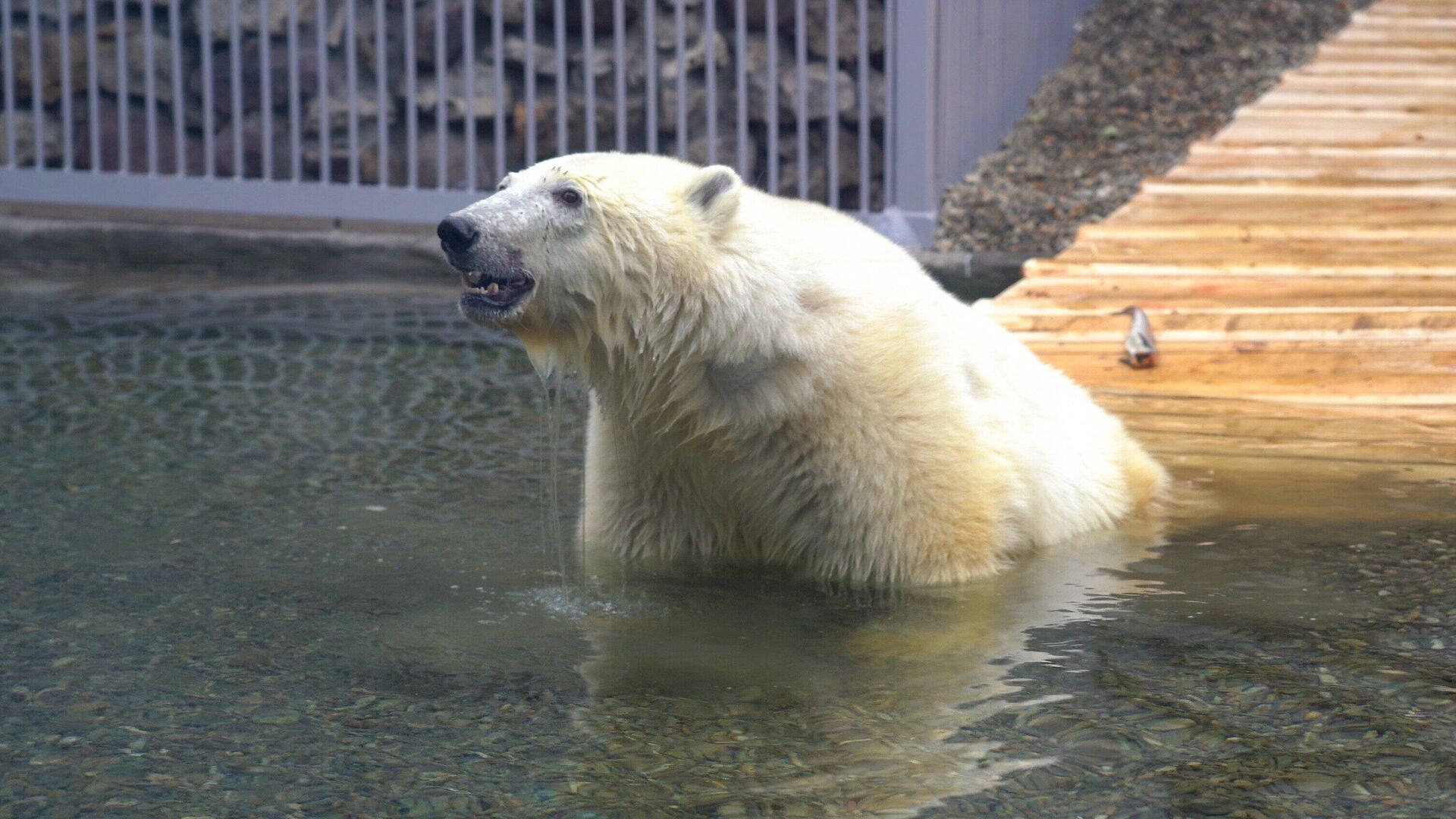 Белый медведь Диксон - РИА Новости, 1920, 20.09.2023