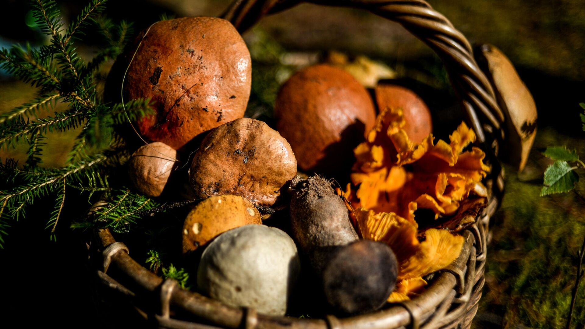 Грибы, собранные жителями Новгородской области в лесу - РИА Новости, 1920, 24.06.2025