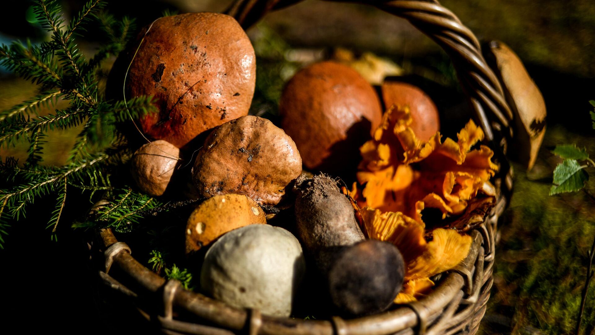 Грибы, собранные жителями Новгородской области в лесу Грибы, собранные жителями Новгородской области в лесу - РИА Новости, 1920, 24.06.2025