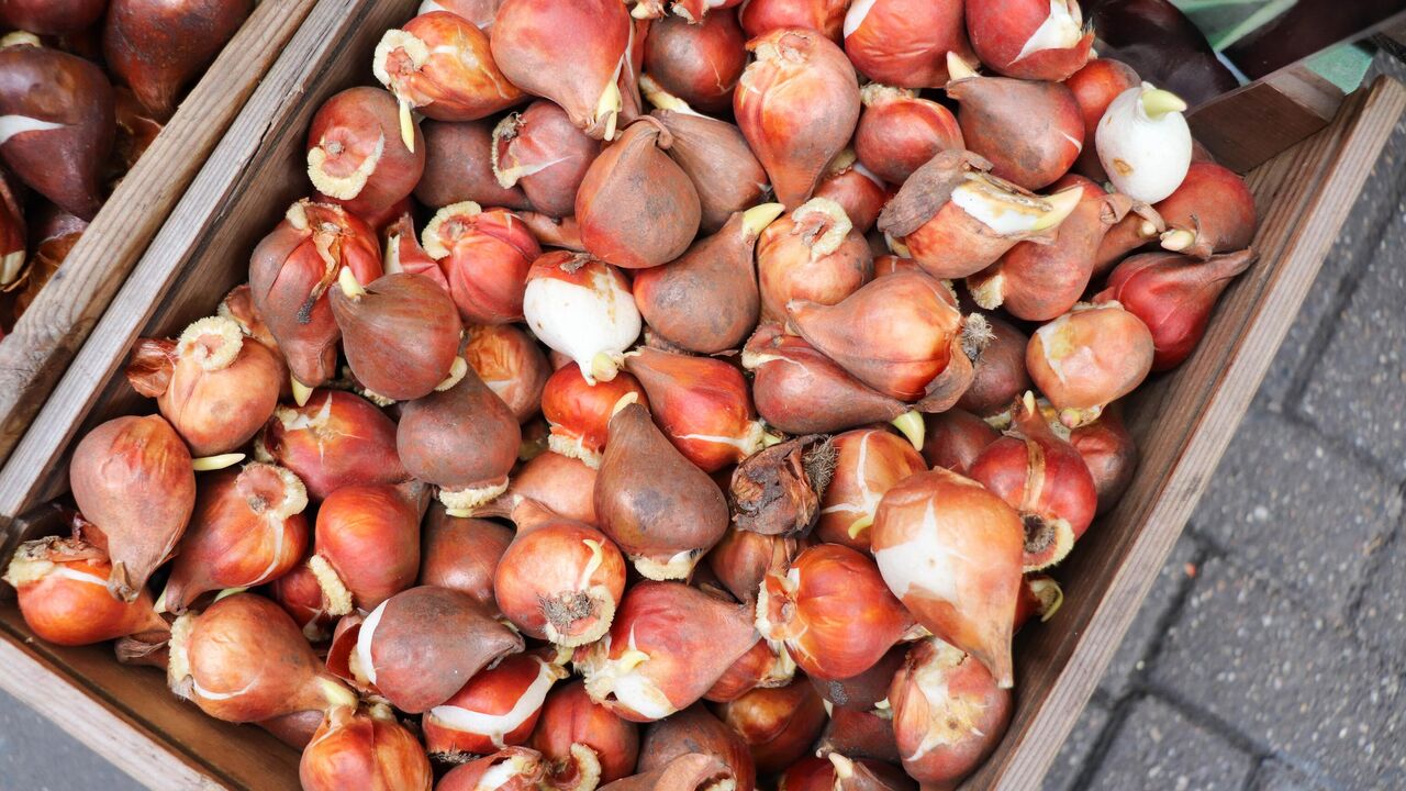  голые onion 
