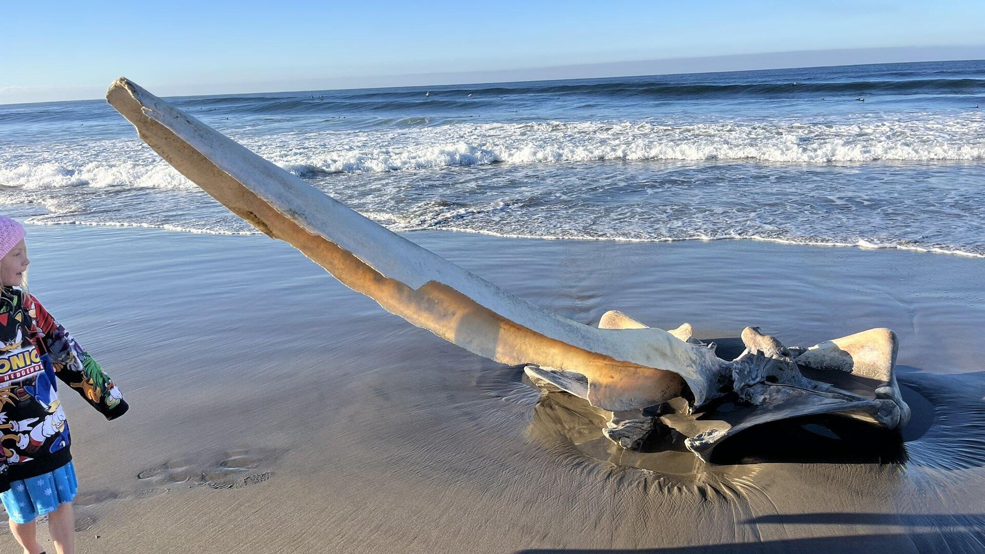 Гигантский череп на пляже Pajaro Dunes в Калифорнии, США - РИА Новости, 1920, 28.02.2024