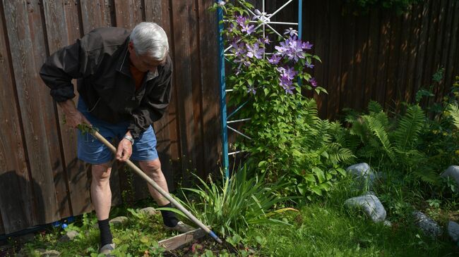ачник пропалывает посадки на садовом участке в Ленинградской области