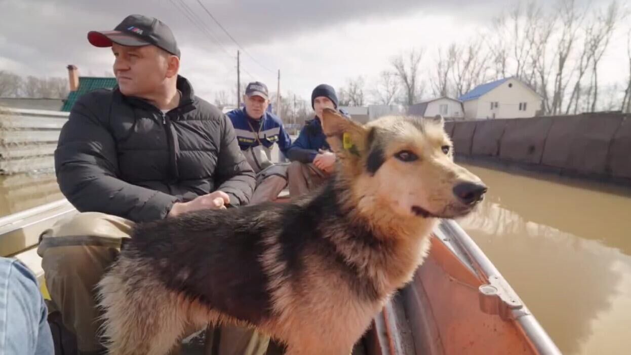 Мэр Оренбурга Сергей Салмин во время объезда затопленных территорий спас бродячую собаку - РИА Новости, 1920, 08.04.2024