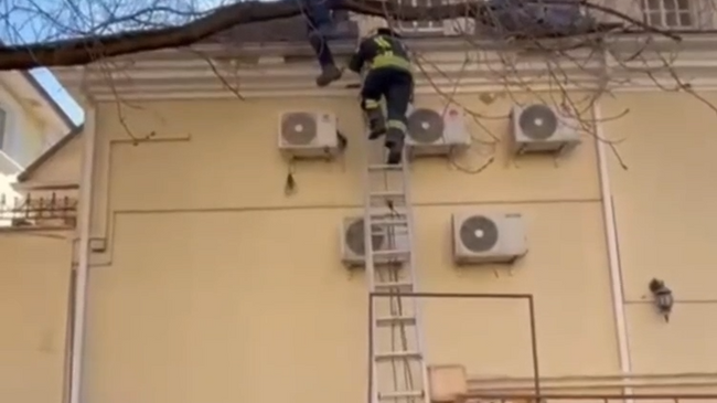 Курьер на дереве