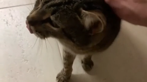 кот - РИА Новости, 1920, 30.03.2025